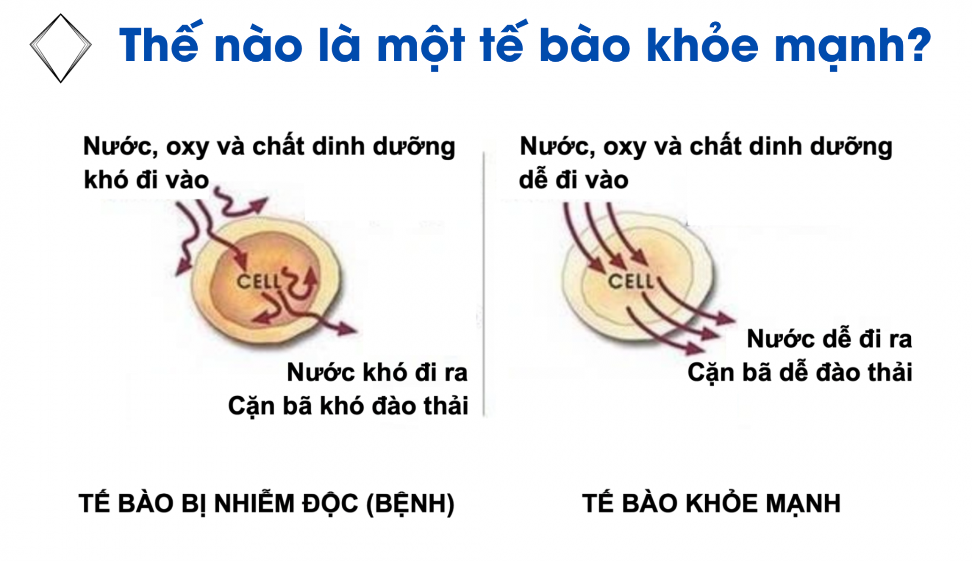 Lương y Nguyễn Đức Quý: Tìm kiếm cách lý giải hiệu quả của y học cổ truyền dưới góc nhìn khoa học