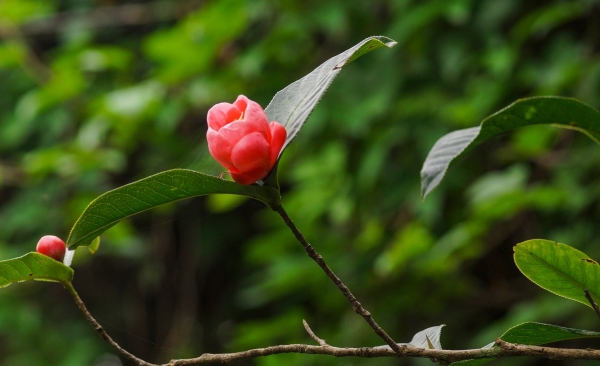 Dự báo thời tiết ngày 25/3/2026: Bắc Bộ sáng sớm có sương mù, trưa chiều trời nắng