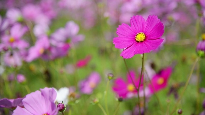 Dự báo thời tiết ngày 26/3/2026: Khu vực Tây Bắc Bộ có nơi nắng nóng