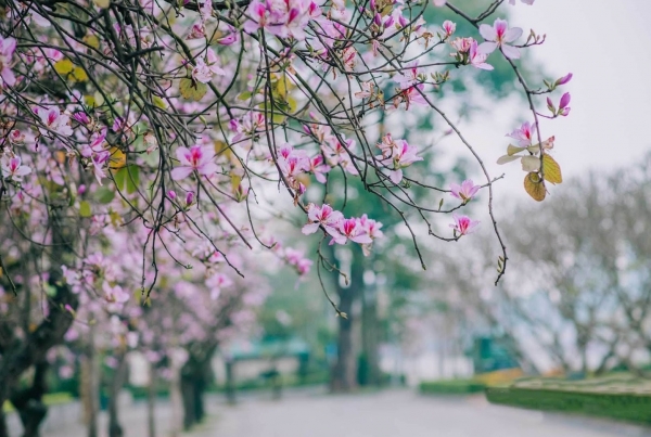 Dự báo thời tiết ngày 27/3/2026: Bắc Bộ có mưa vài nơi