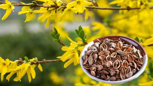 Các phương thuốc tân lương giải biểu tiêu biểu trong y học cổ truyền và ứng dụng thực tiễn