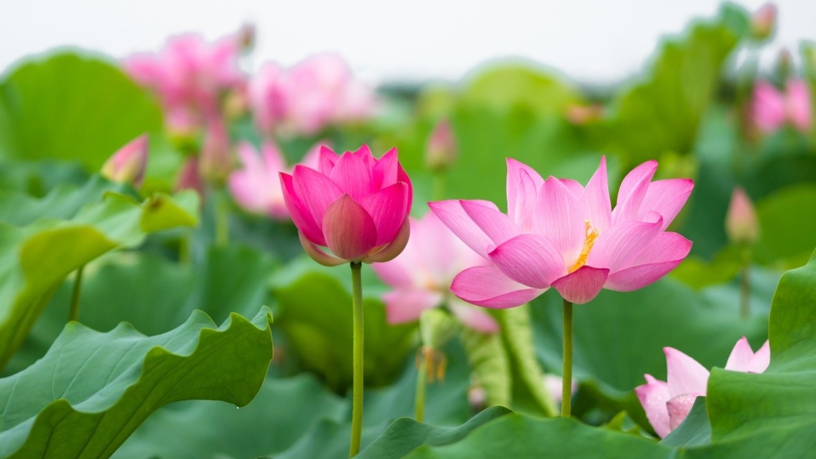 Dự báo thời tiết ngày 29/3/2026: Bắc Bộ sáng có mưa nhỏ rải rác