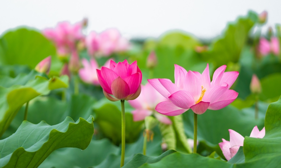 Dự báo thời tiết đêm nay và ngày mai 29/3: Hà Nội và các khu vực trên cả nước Dự báo thời tiết đêm nay và ngày mai 29/3: Hà Nội và các khu vực trên cả nước