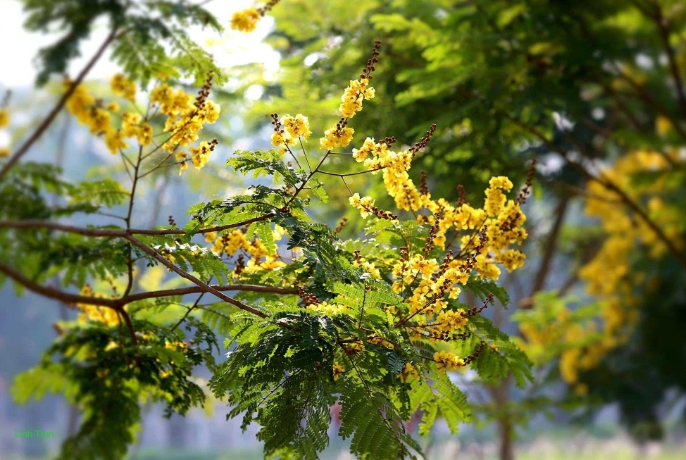 Dự báo thời tiết ngày mai (31/3): Nhiều khu vực nắng nóng; riêng vùng núi phía Tây từ Nghệ An đến Huế nắng nóng gay gắt trên 38 độ C Dự báo thời tiết ngày mai (31/3): Nhiều khu vực nắng nóng; riêng vùng núi phía Tây từ Nghệ An đến Huế nắng nóng gay gắt trên 38 độ C