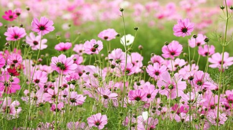 Dự báo thời tiết ngày 3/4/2026: Bắc Bộ có mưa rào và dông rải rác