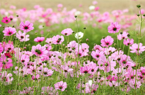 Dự báo thời tiết đêm nay và ngày mai 3/4: Hà Nội và các khu vực trên cả nước