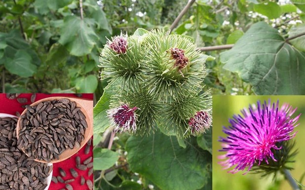 Ngưu bàng: Công dụng theo y học cổ truyền và các bài thuốc thường gặp