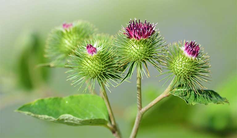 Ngưu bàng - Công dụng và các bài thuốc theo y học cổ truyền