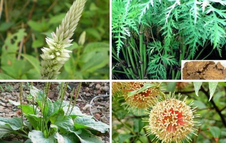 Bộ Y tế đặt mục tiêu nâng tầm dược liệu Việt Nam Bộ Y tế đặt mục tiêu nâng tầm dược liệu Việt Nam