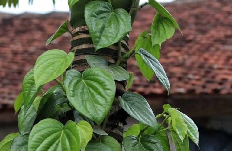 Một số loại lá thảo dược hỗ trợ giảm cholesterol máu