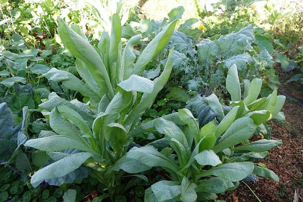 Một số loại lá thảo dược hỗ trợ giảm cholesterol máu