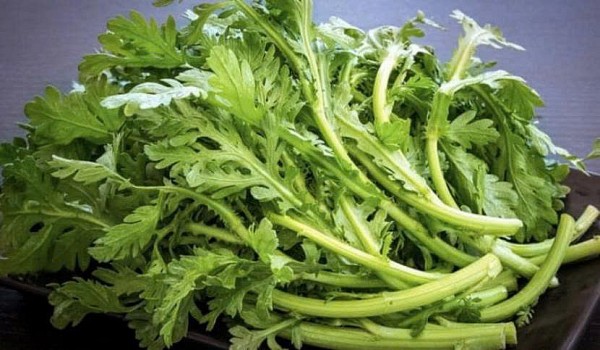 Rau cải cúc tốt cho người tăng huyết áp