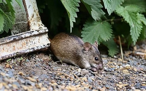 Bệnh viện Bạch Mai cảnh báo Hantavirus: Dễ nhầm với cúm nhưng có thể gây suy hô hấp, phù phổi, sốc tim