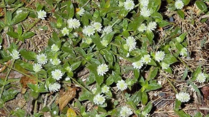 Điều trị bệnh gout từ thảo dược