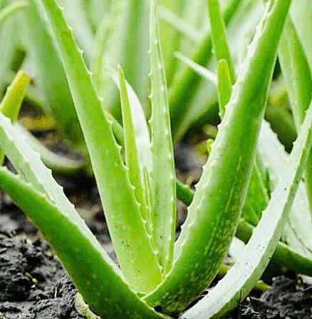 Vị thuốc quen thuộc giúp giảm nóng trong, táo bón mùa hè