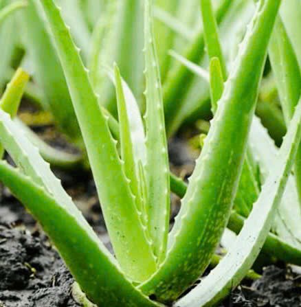 Vị thuốc quen thuộc giúp giảm nóng trong, táo bón mùa hè