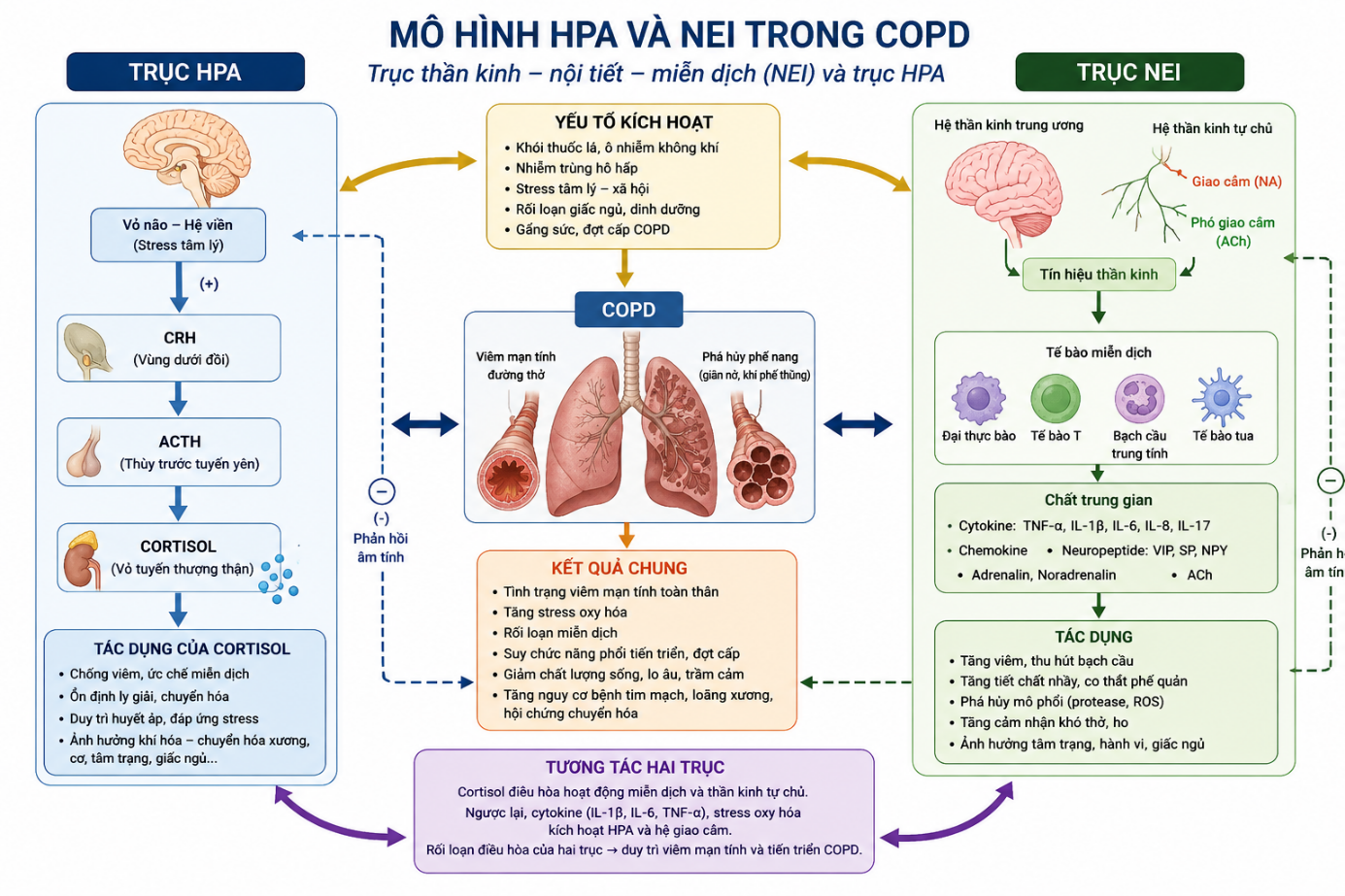 Y học tích hợp và điều trị đa mô thức trong bệnh phổi tắc nghẽn mạn tính (COPD): Cơ sở khoa học, bằng chứng quốc tế và góc nhìn từ thực hành lâm sàng Y học tích hợp và điều trị đa mô thức trong bệnh phổi tắc nghẽn mạn tính (COPD): Cơ sở khoa học, bằng chứng quốc tế và góc nhìn từ thực hành lâm sàng