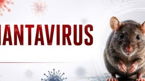 Nhận biết sớm bệnh do virus Hanta để tránh suy hô hấp, tổn thương thận