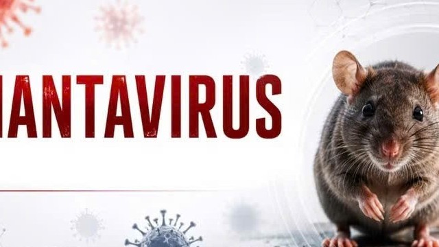 Nhận biết sớm bệnh do virus Hanta để tránh suy hô hấp, tổn thương thận