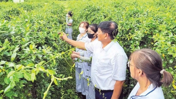 Lan tỏa giá trị của y học cổ truyền