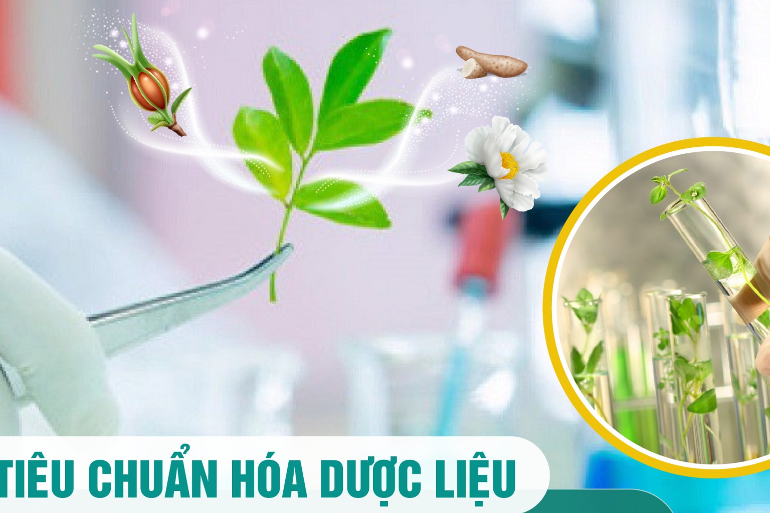 Sớm xây dựng quy trình chuẩn hóa chất lượng dược liệu