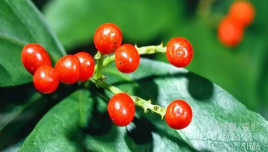 Vảy nến thể giọt và cách cải thiện bệnh hiệu quả Vảy nến thể giọt và cách cải thiện bệnh hiệu quả