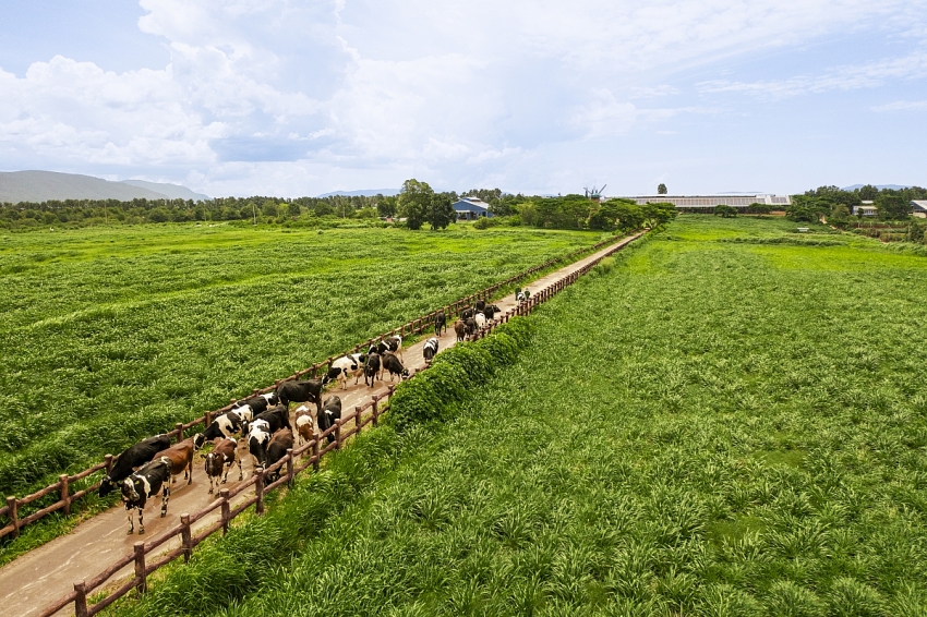 Vinamilk: Khi chất lượng sản phẩm trở thành đạo đức nghề nghiệp Vinamilk: Khi chất lượng sản phẩm trở thành đạo đức nghề nghiệp