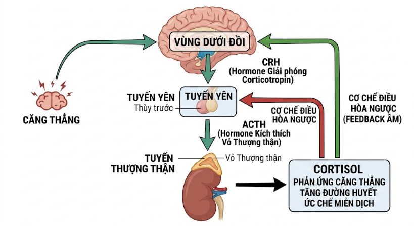 Cấy Chỉ Trong Phục Hồi Chức Năng Sau Đột Quỵ: Cơ chế tính dẻo thần kinh (Neuroplasticity) và kinh nghiệm lâm sàng từ mô hình điều trị tích hợp. Cấy Chỉ Trong Phục Hồi Chức Năng Sau Đột Quỵ: Cơ chế tính dẻo thần kinh (Neuroplasticity) và kinh nghiệm lâm sàng từ mô hình điều trị tích hợp.
