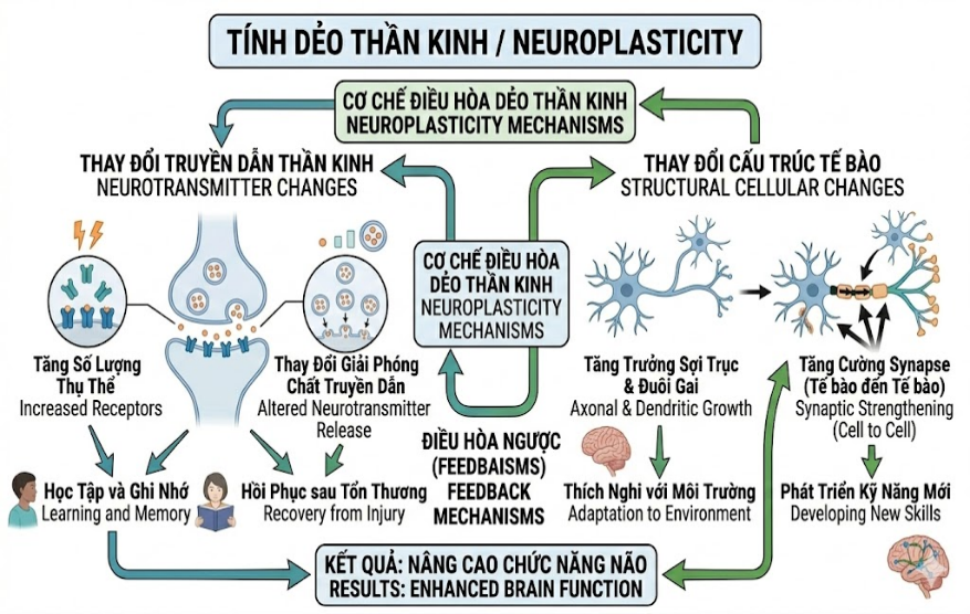 Cấy Chỉ Trong Phục Hồi Chức Năng Sau Đột Quỵ: Cơ chế tính dẻo thần kinh (Neuroplasticity) và kinh nghiệm lâm sàng từ mô hình điều trị tích hợp. Cấy Chỉ Trong Phục Hồi Chức Năng Sau Đột Quỵ: Cơ chế tính dẻo thần kinh (Neuroplasticity) và kinh nghiệm lâm sàng từ mô hình điều trị tích hợp.