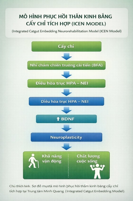 Cấy Chỉ Trong Phục Hồi Chức Năng Sau Đột Quỵ: Cơ chế tính dẻo thần kinh (Neuroplasticity) và kinh nghiệm lâm sàng từ mô hình điều trị tích hợp. Cấy Chỉ Trong Phục Hồi Chức Năng Sau Đột Quỵ: Cơ chế tính dẻo thần kinh (Neuroplasticity) và kinh nghiệm lâm sàng từ mô hình điều trị tích hợp.
