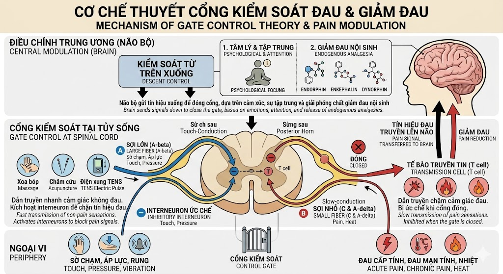 Cấy Chỉ Trong Phục Hồi Chức Năng Sau Đột Quỵ: Cơ chế tính dẻo thần kinh (Neuroplasticity) và kinh nghiệm lâm sàng từ mô hình điều trị tích hợp.