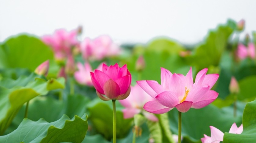 Dự báo thời tiết ngày 04/8/2026: Bắc Bộ chiều tối mưa rào, dông rải rác.