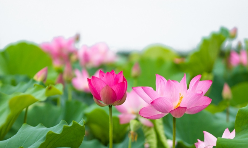 Dự báo thời tiết hôm nay và ngày mai (4/8): Bắc Bộ chiều tối mưa rào, dông rải rác, cục bộ mưa to đến rất to; Nam Bộ ngày nắng Dự báo thời tiết hôm nay và ngày mai (4/8): Bắc Bộ chiều tối mưa rào, dông rải rác, cục bộ mưa to đến rất to; Nam Bộ ngày nắng