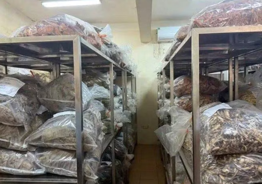 Ngăn chặn tình trạng kinh doanh dược liệu không rõ nguồn gốc Ngăn chặn tình trạng kinh doanh dược liệu không rõ nguồn gốc