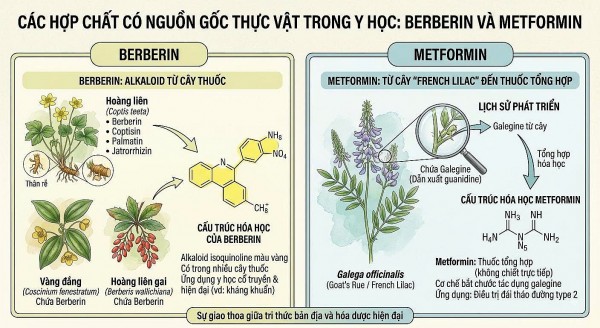 Berberin và Metformin từ cây thuốc đến chuyển hóa với tế bào gốc ung thư