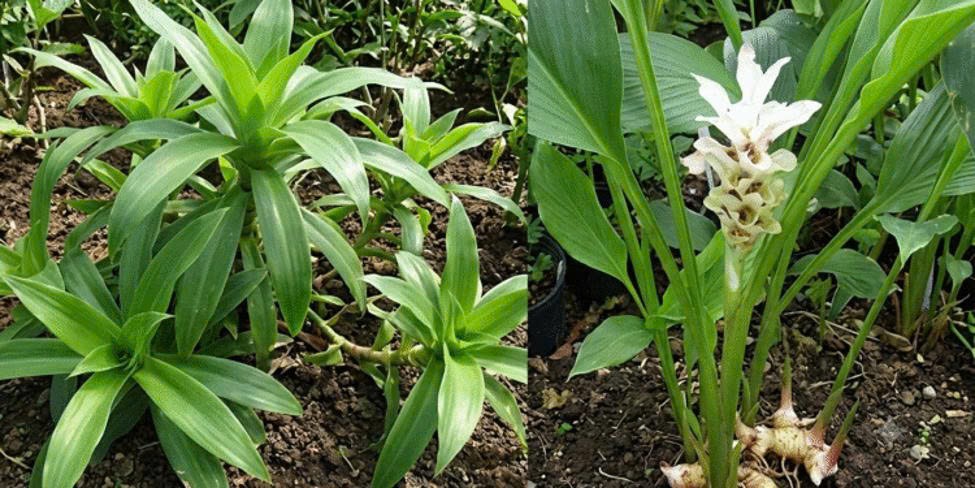 Gừng trắng giảm cân, lược vàng chữa đau răng Gừng trắng giảm cân, lược vàng chữa đau răng