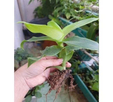 Gừng trắng giảm cân, lược vàng chữa đau răng Gừng trắng giảm cân, lược vàng chữa đau răng