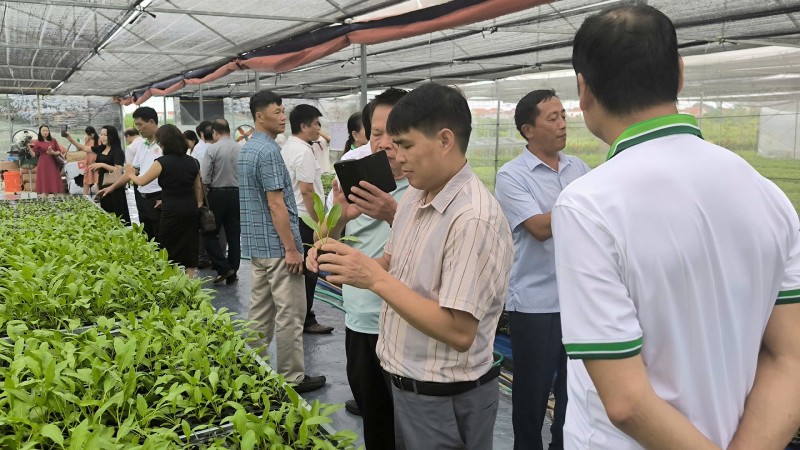 Khám phá giống cây MS Nữ Hoàng, giống cây dược liệu giàu tiềm năng Khám phá giống cây MS Nữ Hoàng, giống cây dược liệu giàu tiềm năng