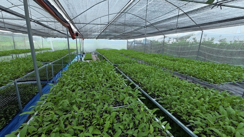 Khám phá giống cây MS Nữ Hoàng, giống cây dược liệu giàu tiềm năng