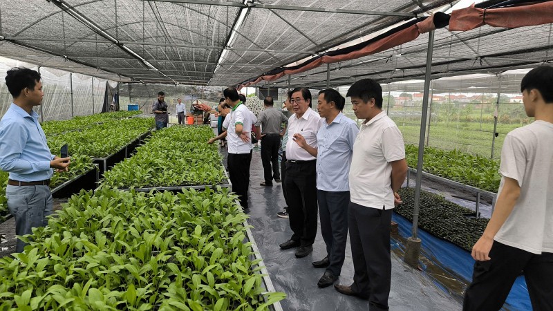 Phú Thọ: Kết nối các nguồn lực phát triển chuỗi giá trị dược liệu MS Nữ Hoàng