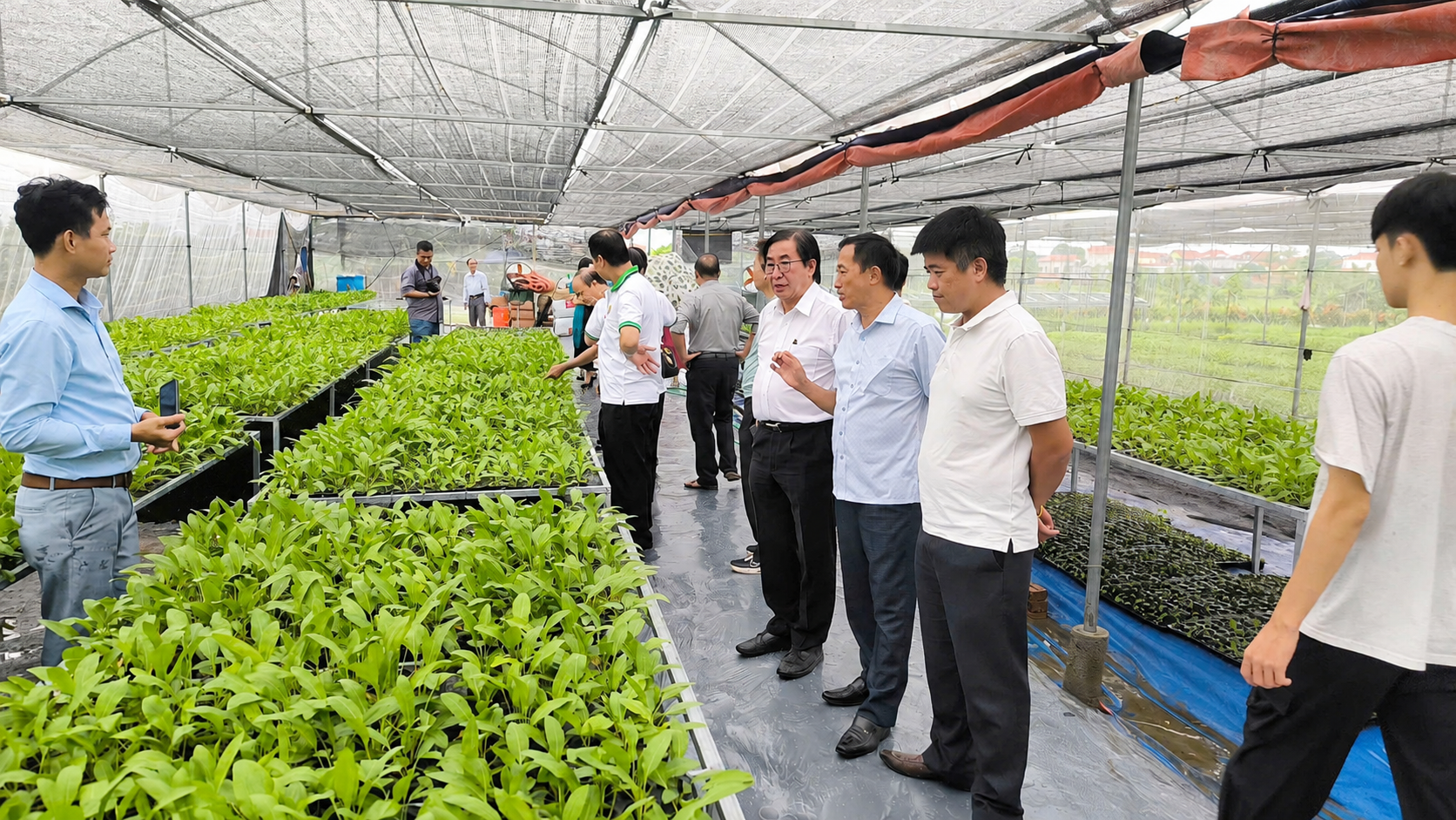 Khám phá giống cây MS Nữ Hoàng, giống cây dược liệu giàu tiềm năng