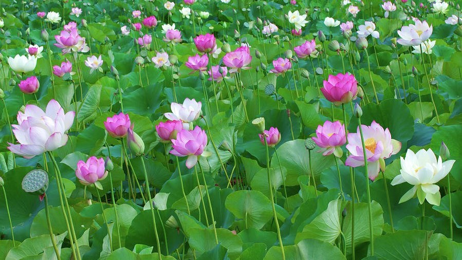 Dự báo thời tiết ngày 07/9/2026: Bắc Bộ chiều tối và đêm có mưa vài nơi
