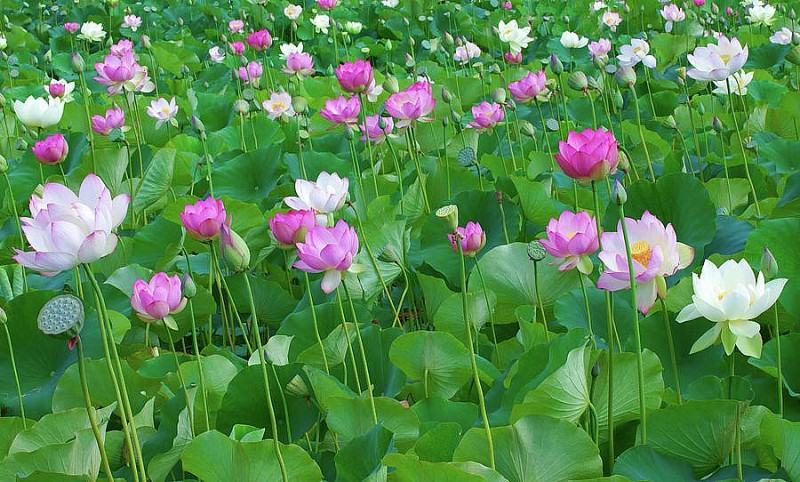 Dự báo thời tiết ngày 07/9/2026: Chiều tối và đêm có mưa vài nơi Dự báo thời tiết ngày 07/9/2026: Chiều tối và đêm có mưa vài nơi
