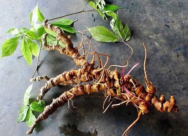 Bảo Tồn Di Sản Nam Dược Gắn Với Du Lịch Sinh Thái