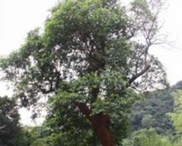 Chạ đào – từ cây thuốc chữa viêm khớp đến hướng nghiên cứu ung thư