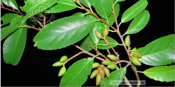 Chạ đào – từ cây thuốc chữa viêm khớp đến hướng nghiên cứu ung thư