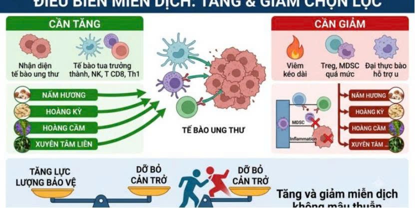 Nhị Hoàng Xuyên Hương: Điều biến miễn dịch từ Nấm hương, Hoàng kỳ, Hoàng cầm và Xuyên tâm liên với sức khỏe người ung thư Nhị Hoàng Xuyên Hương: Điều biến miễn dịch từ Nấm hương, Hoàng kỳ, Hoàng cầm và Xuyên tâm liên với sức khỏe người ung thư