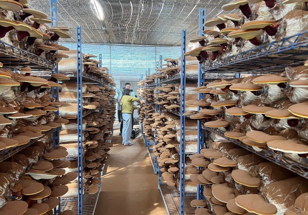 Lâm Đồng: Tăng cường phát triển dược liệu trên địa bàn tỉnh