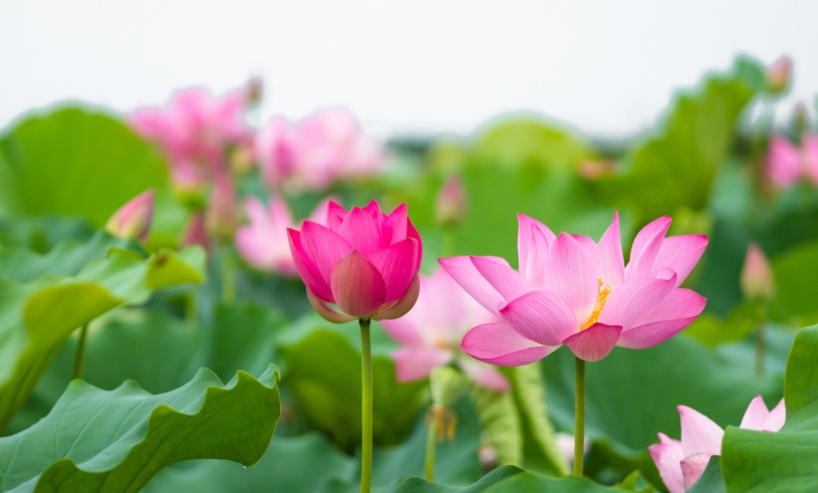 Dự báo thời tiết ngày 27/9/2026: Bắc Bộ ngày nắng, gió nhẹ