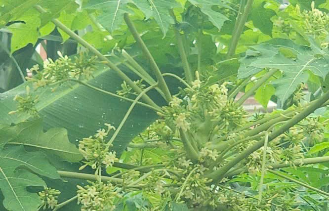 Hoa đu đủ đực - vị thuốc dân gian quen thuộc, cần dùng đúng cách Hoa đu đủ đực - vị thuốc dân gian quen thuộc, cần dùng đúng cách